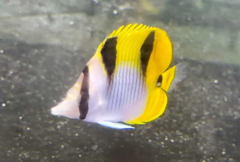 wholesale_coral - saltwater_fish saltwater_coral - rare corals - coralsdepot - Corals_Depot - live_corals - eye - catching - coral quality_marine_fish - quality - marine discoun