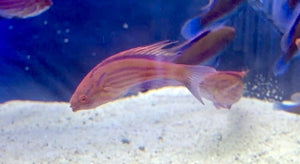 wholesale_coral - saltwater_fish saltwater_coral - rare corals - coralsdepot - Corals_Depot - live_corals - eye - catching - coral quality_marine_fish - quality - marine discoun