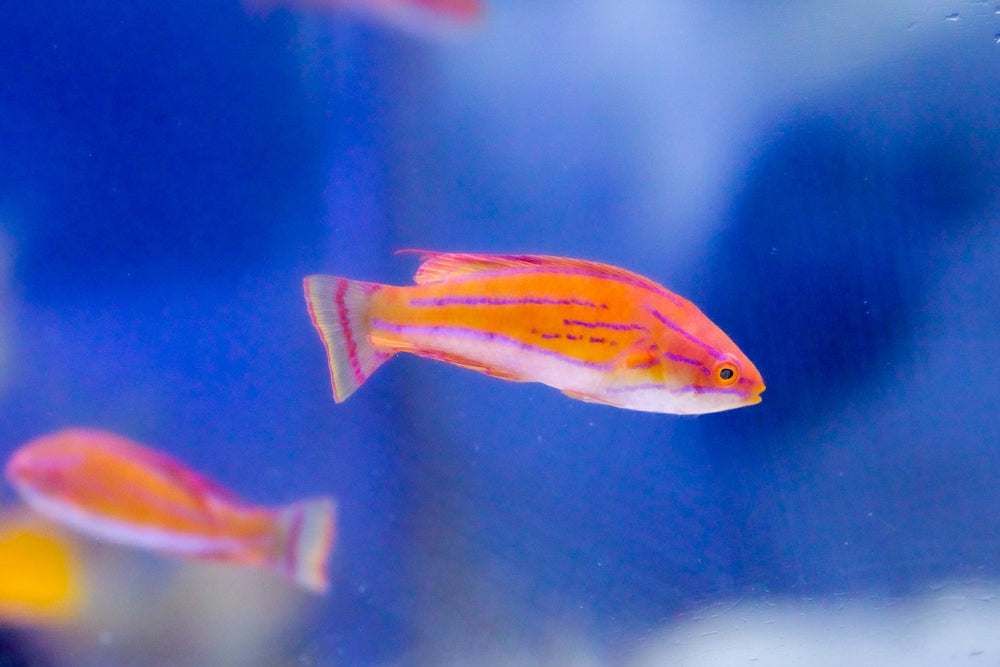 wholesale_coral - saltwater_fish saltwater_coral - rare corals - coralsdepot - Corals_Depot - live_corals - eye - catching - coral quality_marine_fish - quality - marine discoun