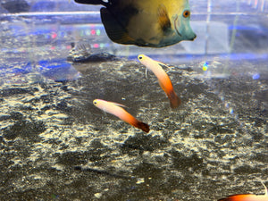 wholesale_coral - saltwater_fish saltwater_coral - rare corals - coralsdepot - Corals_Depot - live_corals - eye - catching - coral quality_marine_fish - quality - marine discoun