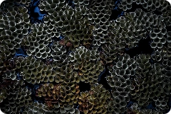 Stable Tissue