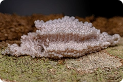 Clean Frag Base