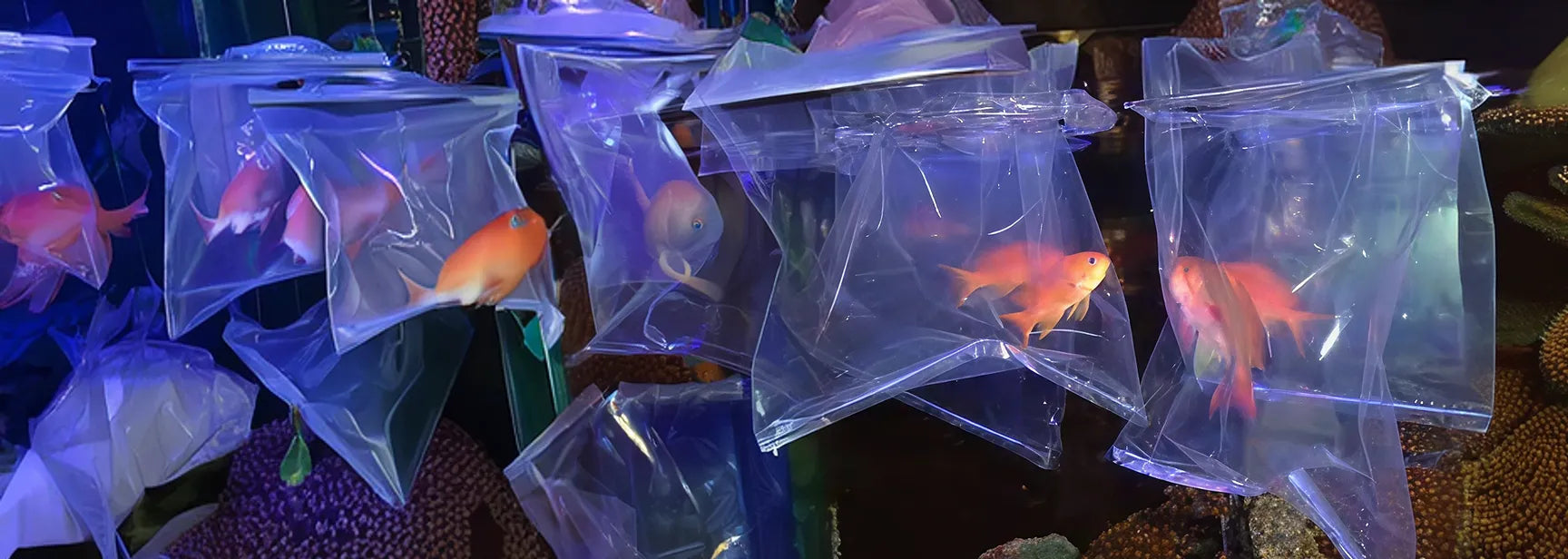 Goldfish in clear bags inside an aquarium