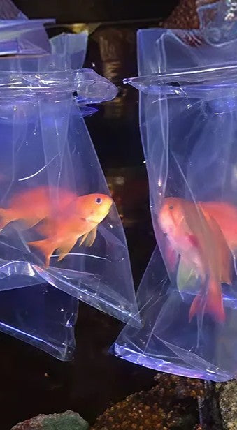 Two orange fish in clear plastic bags on a dark background