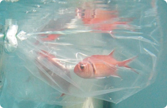 Small red fish inside a clear plastic bag with a blue background