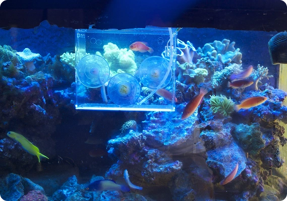 Fish in aquarium