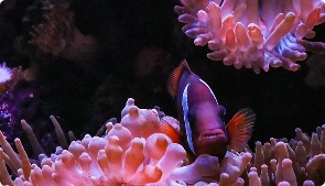  clownfish swimming among colorful coral