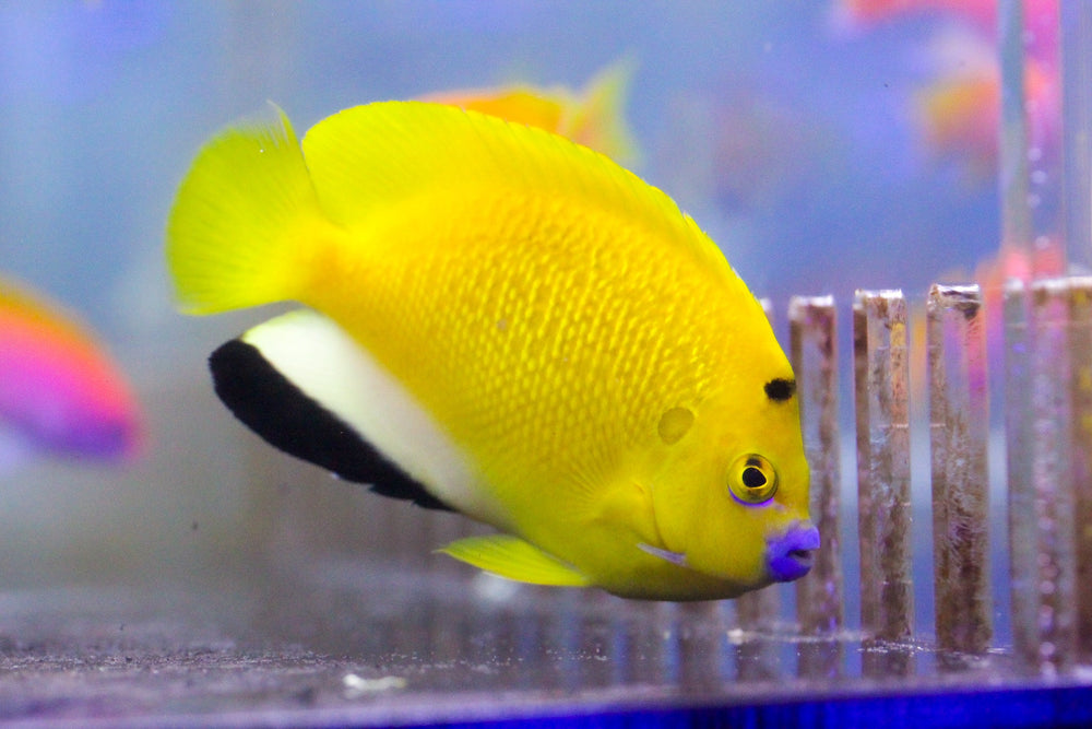 wholesale_coral - saltwater_fish saltwater_coral - rare corals - coralsdepot - Corals_Depot - live_corals - eye - catching - coral quality_marine_fish - quality - marine discoun