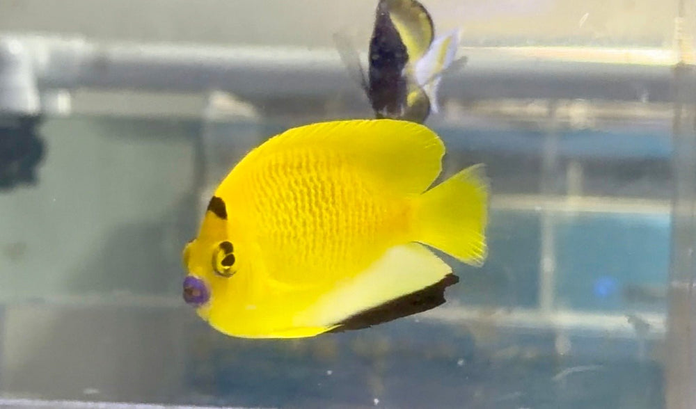 wholesale_coral - saltwater_fish saltwater_coral - rare corals - coralsdepot - Corals_Depot - live_corals - eye - catching - coral quality_marine_fish - quality - marine discoun