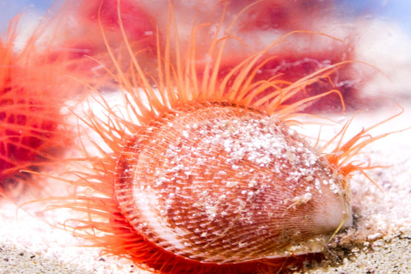 wholesale_coral - saltwater_fish saltwater_coral - rare corals - coralsdepot - Corals_Depot - live_corals - eye - catching - coral quality_marine_fish - quality - marine discoun