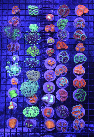 wholesale_coral - saltwater_fish saltwater_coral - rare corals - coralsdepot - Corals_Depot - live_corals - eye - catching - coral quality_marine_fish - quality - marine discoun