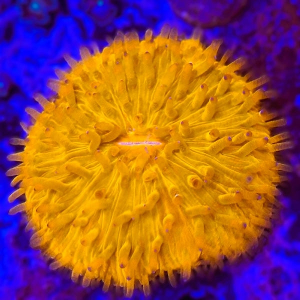 Feeding Fungia Corals