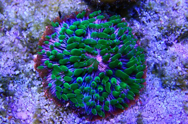 Fungia Coral growth and spreading