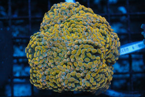 wholesale_coral - saltwater_fish saltwater_coral - rare corals - coralsdepot - Corals_Depot - live_corals - eye - catching - coral quality_marine_fish - quality - marine discoun