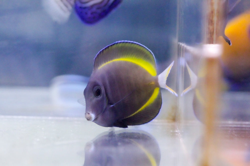 wholesale_coral - saltwater_fish saltwater_coral - rare corals - coralsdepot - Corals_Depot - live_corals - eye - catching - coral quality_marine_fish - quality - marine discoun