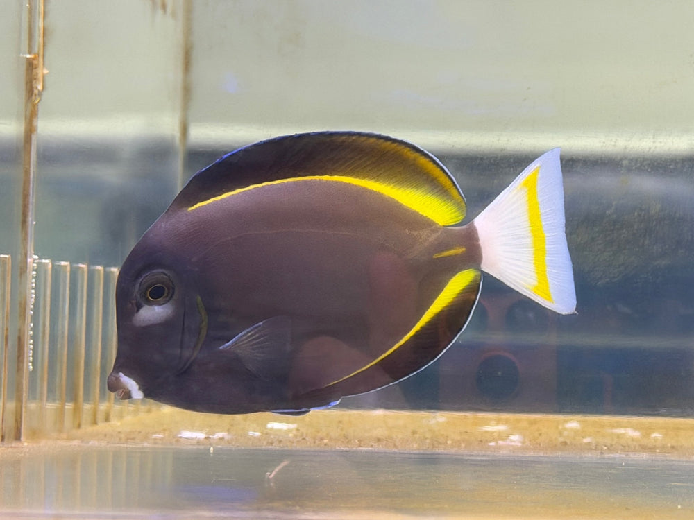 wholesale_coral - saltwater_fish saltwater_coral - rare corals - coralsdepot - Corals_Depot - live_corals - eye - catching - coral quality_marine_fish - quality - marine discoun