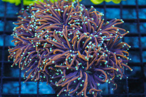 wholesale_coral - saltwater_fish saltwater_coral - rare corals - coralsdepot - Corals_Depot - live_corals - eye - catching - coral quality_marine_fish - quality - marine discoun