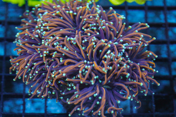 wholesale_coral - saltwater_fish saltwater_coral - rare corals - coralsdepot - Corals_Depot - live_corals - eye - catching - coral quality_marine_fish - quality - marine discoun