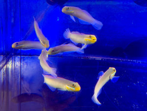 wholesale_coral - saltwater_fish saltwater_coral - rare corals - coralsdepot - Corals_Depot - live_corals - eye - catching - coral quality_marine_fish - quality - marine discoun