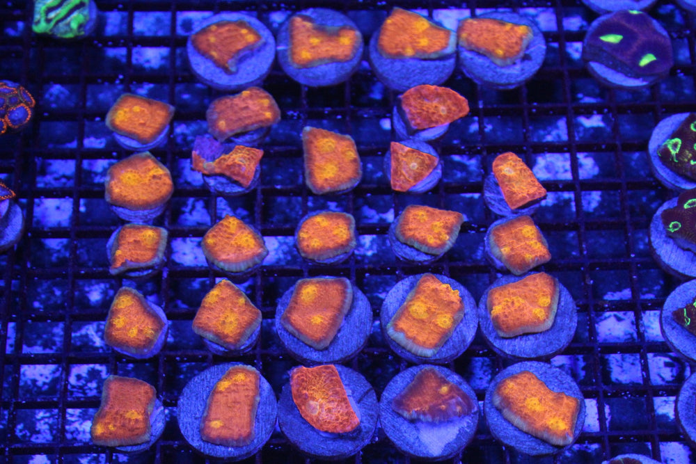 wholesale_coral - saltwater_fish saltwater_coral - rare corals - coralsdepot - Corals_Depot - live_corals - eye - catching - coral quality_marine_fish - quality - marine discoun