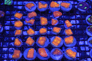 wholesale_coral - saltwater_fish saltwater_coral - rare corals - coralsdepot - Corals_Depot - live_corals - eye - catching - coral quality_marine_fish - quality - marine discoun