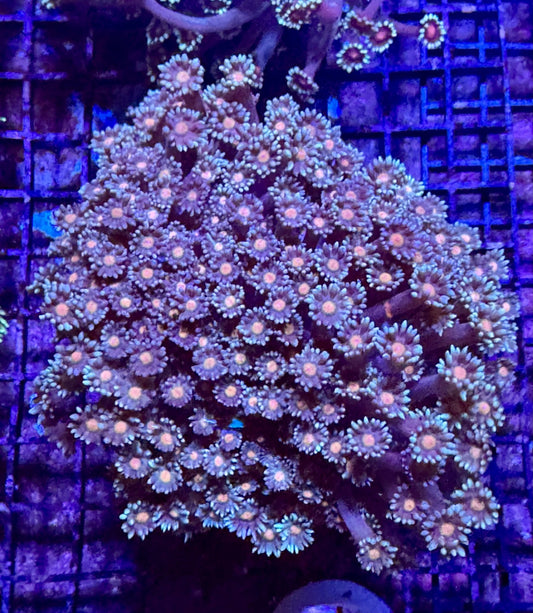 #wholesale_coral# - #saltwater_fish# #saltwater_coral# - #rare corals# - #coralsdepot# - #Corals_Depot# - #live_corals# - #eye - catching - coral# #quality_marine_fish# - #quality - marine# #discoun