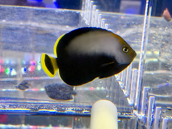 wholesale_coral - saltwater_fish saltwater_coral - rare corals - coralsdepot - Corals_Depot - live_corals - eye - catching - coral quality_marine_fish - quality - marine discoun