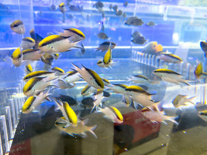 wholesale_coral - saltwater_fish saltwater_coral - rare corals - coralsdepot - Corals_Depot - live_corals - eye - catching - coral quality_marine_fish - quality - marine discoun