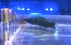 wholesale_coral - saltwater_fish saltwater_coral - rare corals - coralsdepot - Corals_Depot - live_corals - eye - catching - coral quality_marine_fish - quality - marine discoun