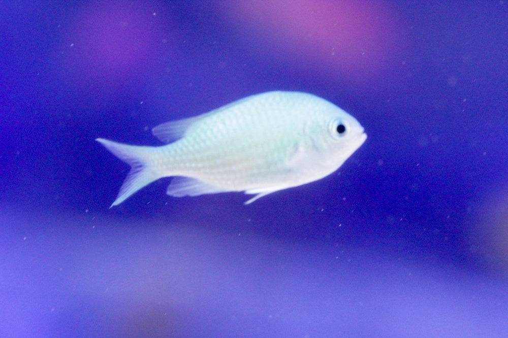 wholesale_coral - saltwater_fish saltwater_coral - rare corals - coralsdepot - Corals_Depot - live_corals - eye - catching - coral quality_marine_fish - quality - marine discoun