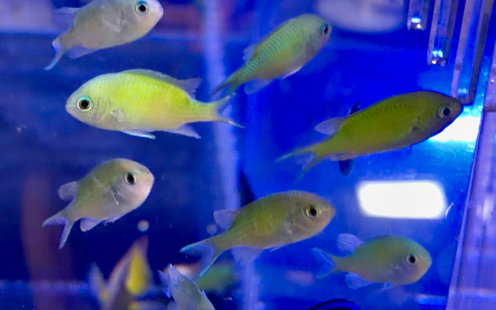 wholesale_coral - saltwater_fish saltwater_coral - rare corals - coralsdepot - Corals_Depot - live_corals - eye - catching - coral quality_marine_fish - quality - marine discoun