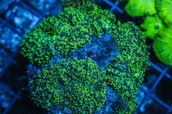 wholesale_coral - saltwater_fish saltwater_coral - rare corals - coralsdepot - Corals_Depot - live_corals - eye-catching-coral quality_marine_fish -quality-marine discoun