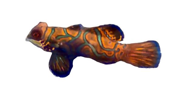 wholesale_coral - saltwater_fish saltwater_coral - rare corals - coralsdepot - Corals_Depot - live_corals - eye - catching - coral quality_marine_fish - quality - marine discoun