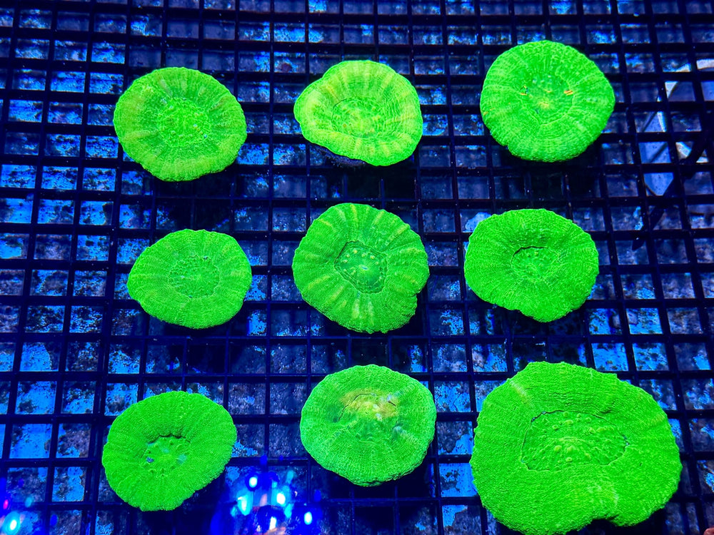 wholesale_coral - saltwater_fish saltwater_coral - rare corals - coralsdepot - Corals_Depot - live_corals - eye - catching - coral quality_marine_fish - quality - marine discoun