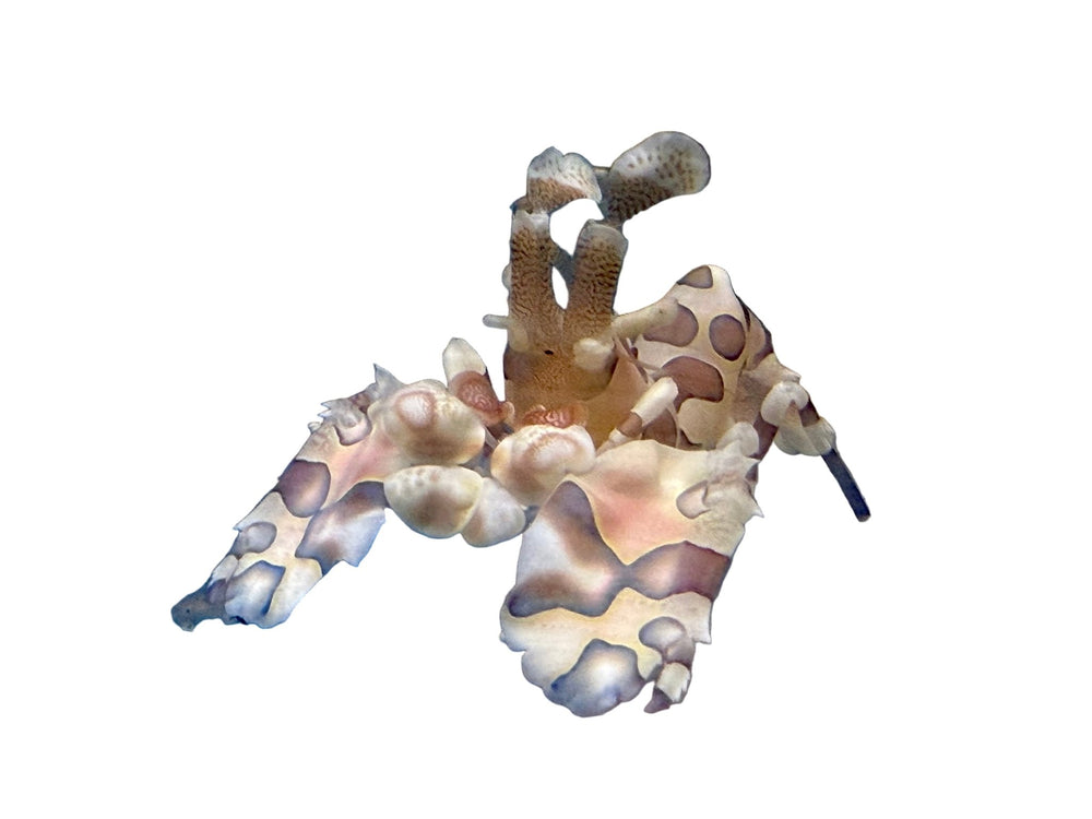 Harlequin Shrimp