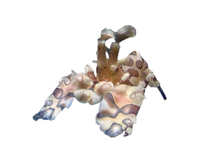 wholesale_coral - saltwater_fish saltwater_coral - rare corals - coralsdepot - Corals_Depot - live_corals - eye - catching - coral quality_marine_fish - quality - marine discoun