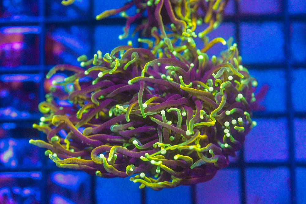 wholesale_coral - saltwater_fish saltwater_coral - rare corals - coralsdepot - Corals_Depot - live_corals - eye - catching - coral quality_marine_fish - quality - marine discoun