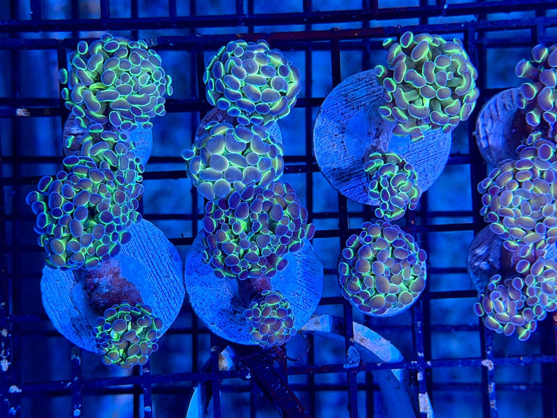 Hammer Coral growth and spreading