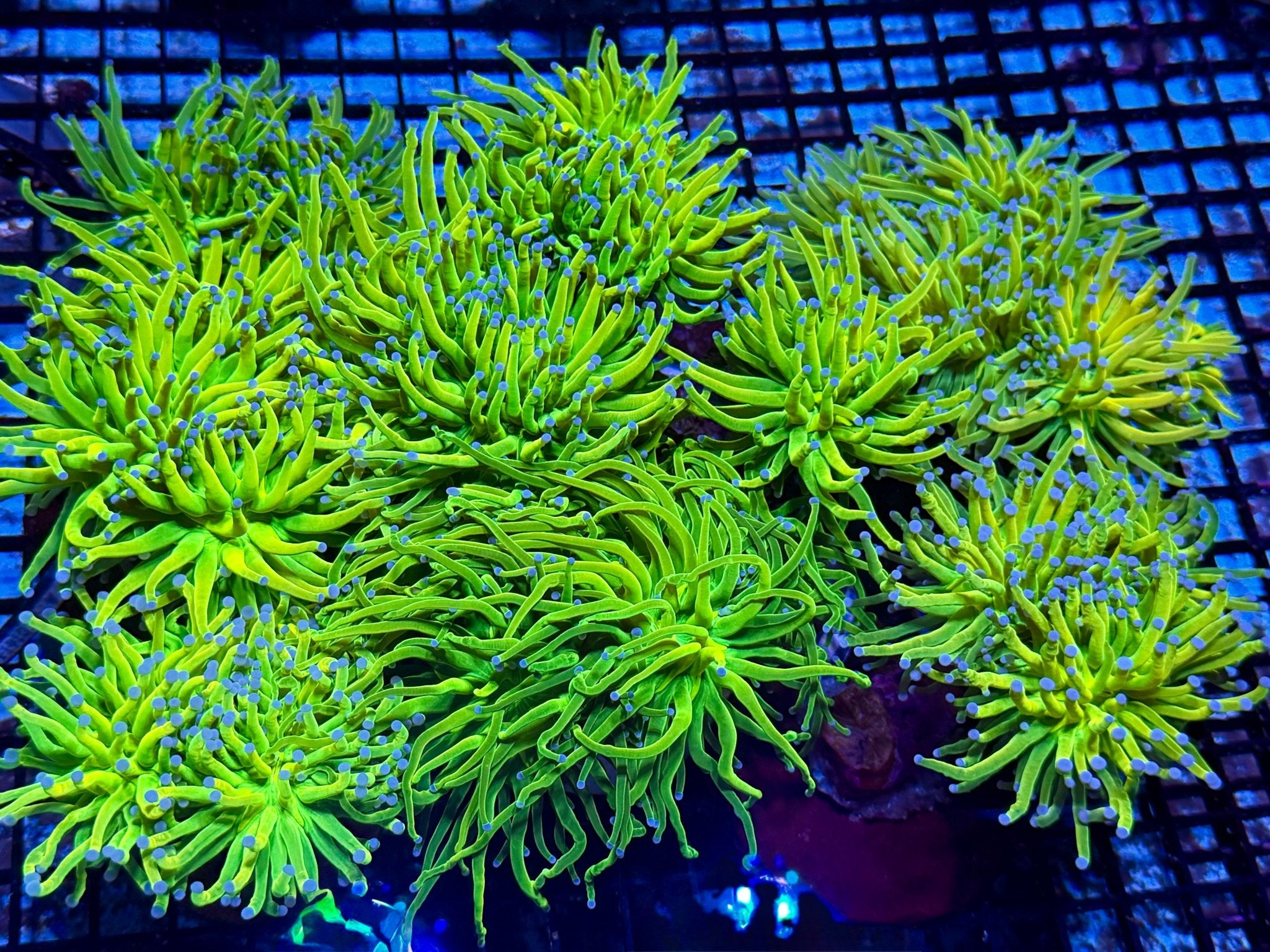 Holy Grail Torch (PER HEAD) - Corals Depot