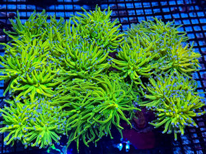 wholesale_coral - saltwater_fish saltwater_coral - rare corals - coralsdepot - Corals_Depot - live_corals - eye - catching - coral quality_marine_fish - quality - marine discoun