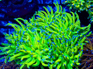 wholesale_coral - saltwater_fish saltwater_coral - rare corals - coralsdepot - Corals_Depot - live_corals - eye - catching - coral quality_marine_fish - quality - marine discoun