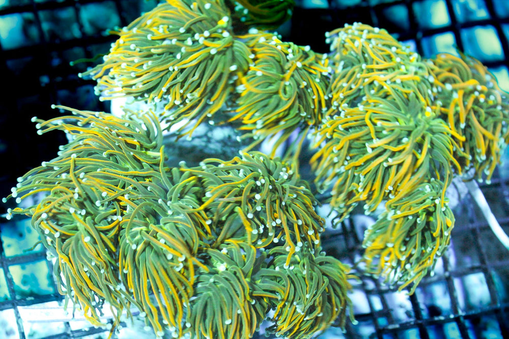 wholesale_coral - saltwater_fish saltwater_coral - rare corals - coralsdepot - Corals_Depot - live_corals - eye - catching - coral quality_marine_fish - quality - marine discoun