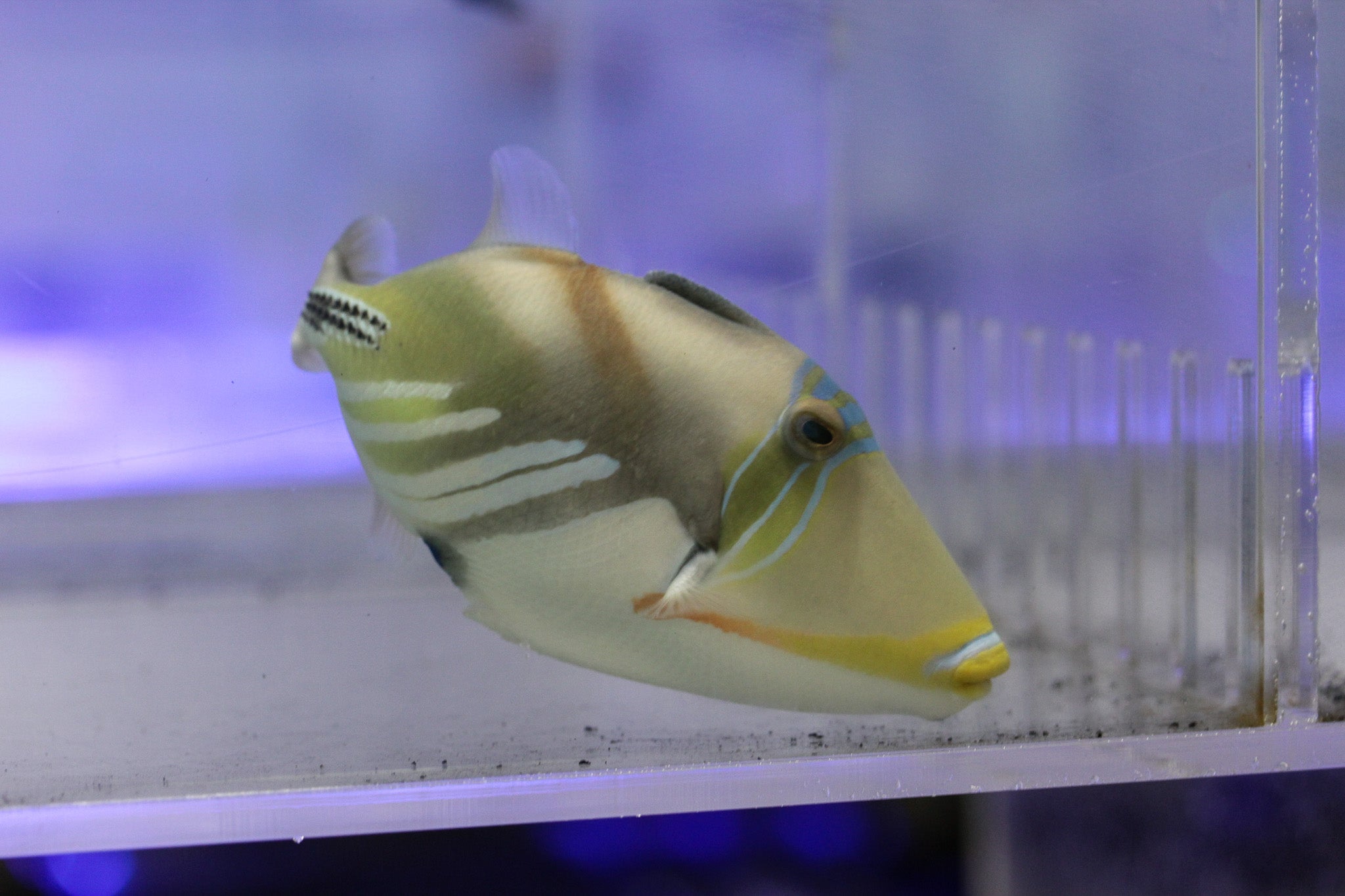 Picasso Humu Triggerfish for Sale | Hardy Marine Fish - Corals Depot
