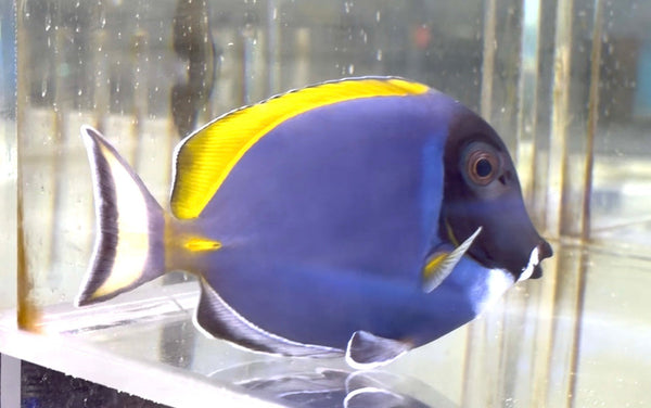 wholesale_coral - saltwater_fish saltwater_coral - rare corals - coralsdepot - Corals_Depot - live_corals - eye - catching - coral quality_marine_fish - quality - marine discoun