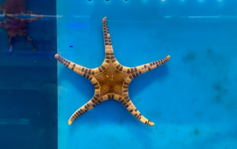 wholesale_coral - saltwater_fish saltwater_coral - rare corals - coralsdepot - Corals_Depot - live_corals - eye - catching - coral quality_marine_fish - quality - marine discoun