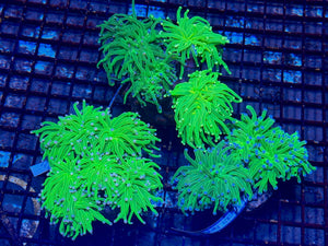 wholesale_coral - saltwater_fish saltwater_coral - rare corals - coralsdepot - Corals_Depot - live_corals - eye - catching - coral quality_marine_fish - quality - marine discoun