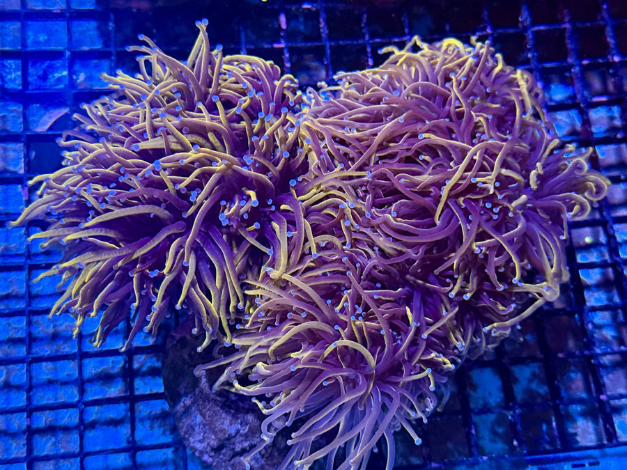 Torch Coral coral