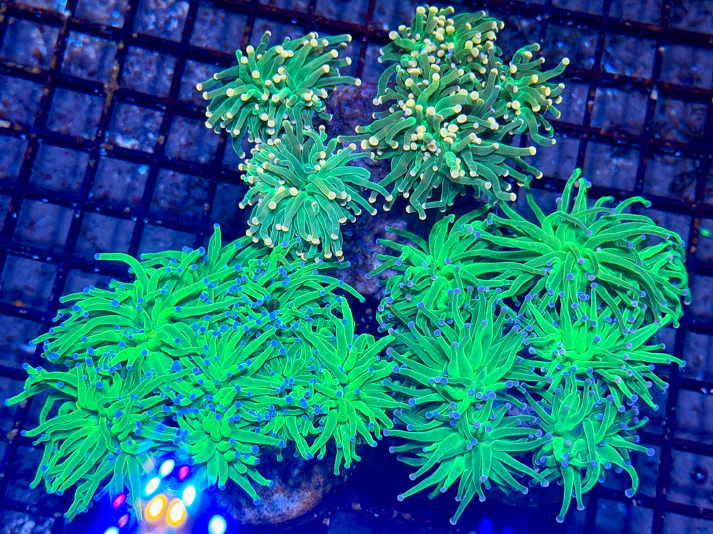 wholesale_coral - saltwater_fish saltwater_coral - rare corals - coralsdepot - Corals_Depot - live_corals - eye - catching - coral quality_marine_fish - quality - marine discoun