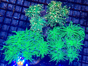 wholesale_coral - saltwater_fish saltwater_coral - rare corals - coralsdepot - Corals_Depot - live_corals - eye - catching - coral quality_marine_fish - quality - marine discoun