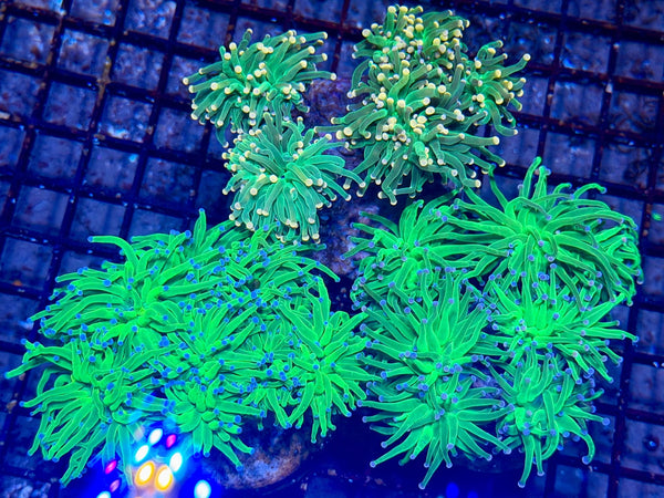 wholesale_coral - saltwater_fish saltwater_coral - rare corals - coralsdepot - Corals_Depot - live_corals - eye - catching - coral quality_marine_fish - quality - marine discoun